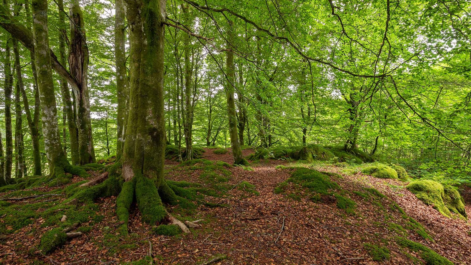 beech-forest-during-summer